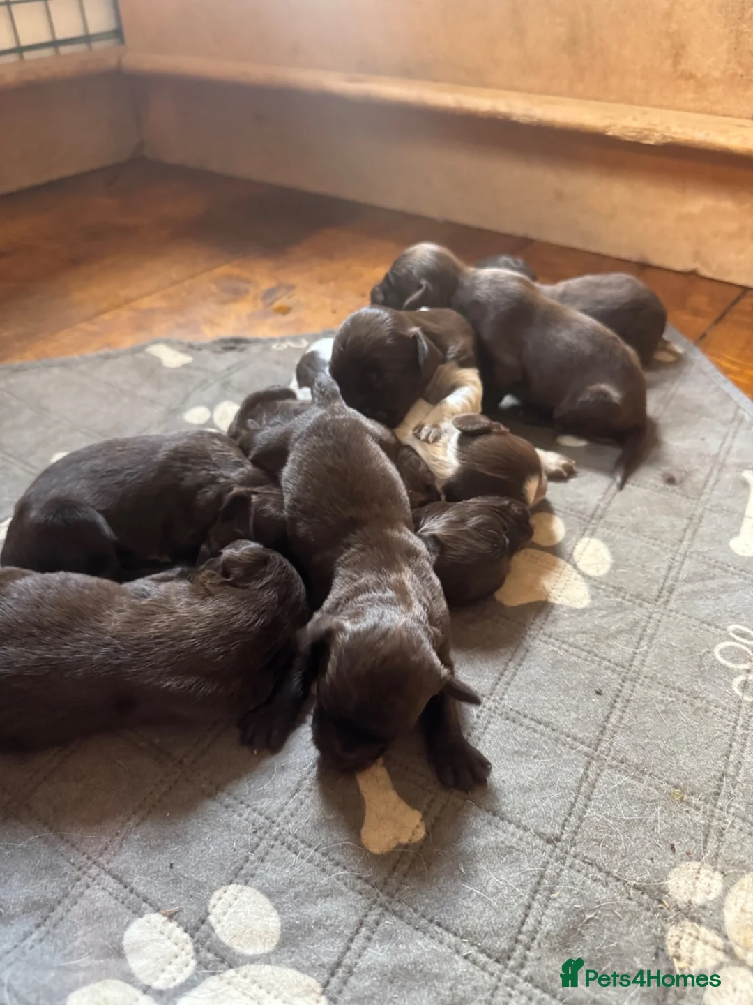 Cocker Spaniel dogs for sale: Beautiful Spaniel Puppies - raised on our farm - Advert 1