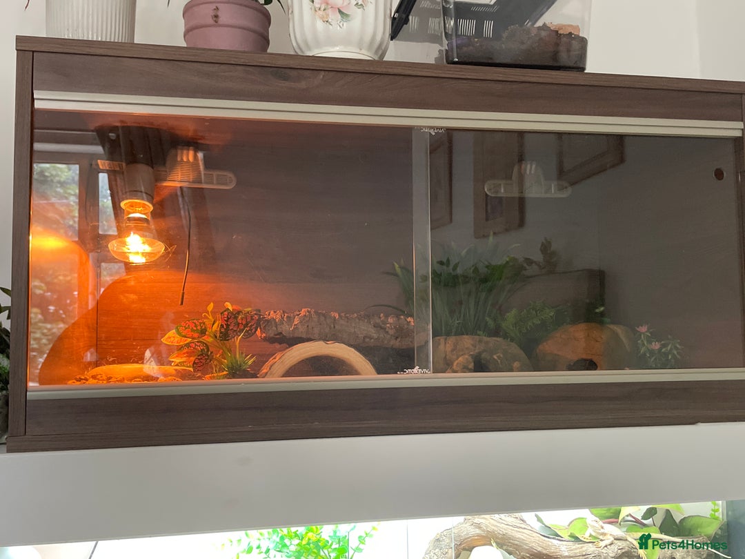Gecko reptiles for sale: Leopard gecko  - Image 3