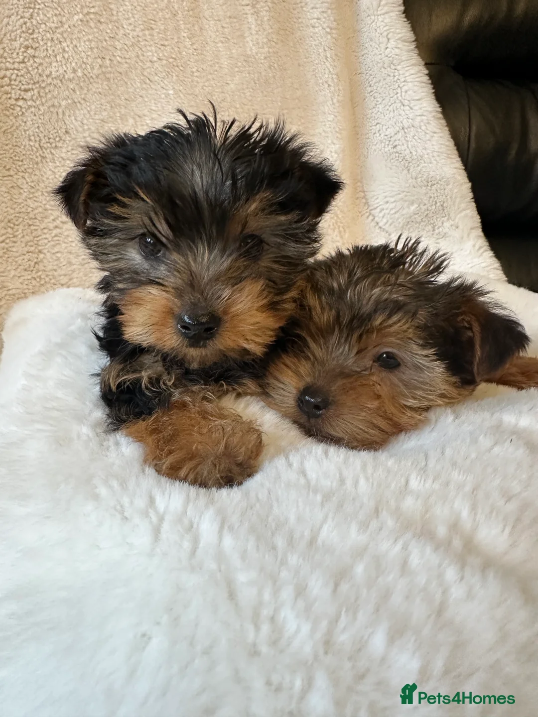 Yorkshire Terrier dogs for sale: Yorkshire terrier puppies for sale  - Advert 1