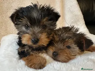 Yorkshire Terrier dogs Yorkshire terrier puppies for sale - Advert 2