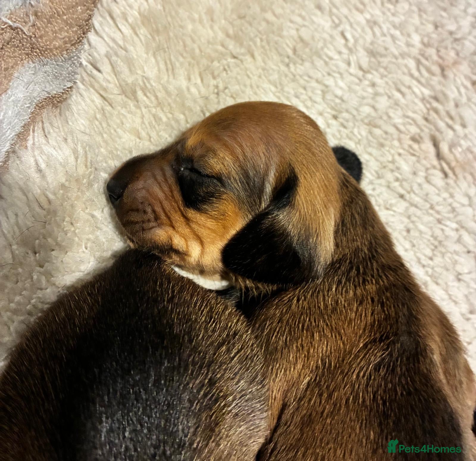 Dachshund dogs for sale: Miniature dachshunds  - Advert 3