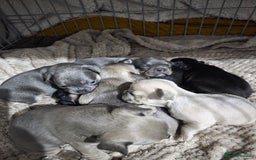 French Bulldog dogs for sale: French dog for sale  - Image 27