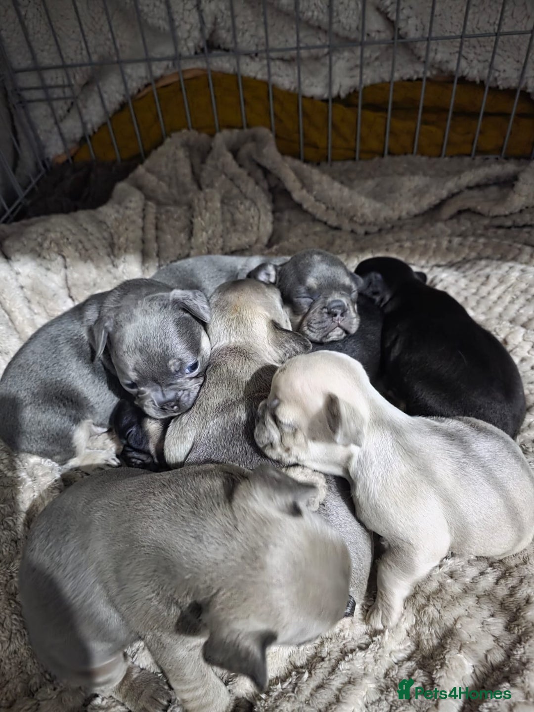 French Bulldog dogs for sale: French dog for sale  - Image 27