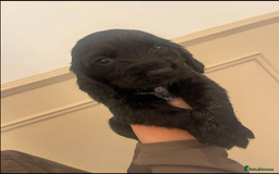 Cocker Spaniel dogs for sale: Working cocker spaniels  - Image 4