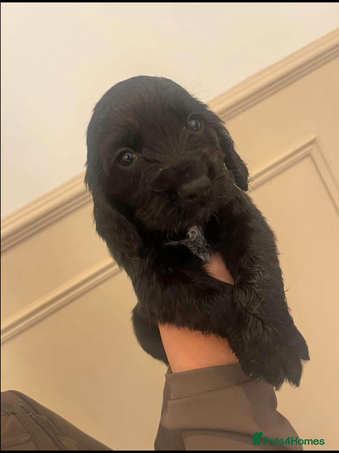 Cocker Spaniel dogs for sale: Working cocker spaniels  - Image 4