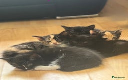 Mixed Breed cats for sale: 4x kittens for sale  - Image 10