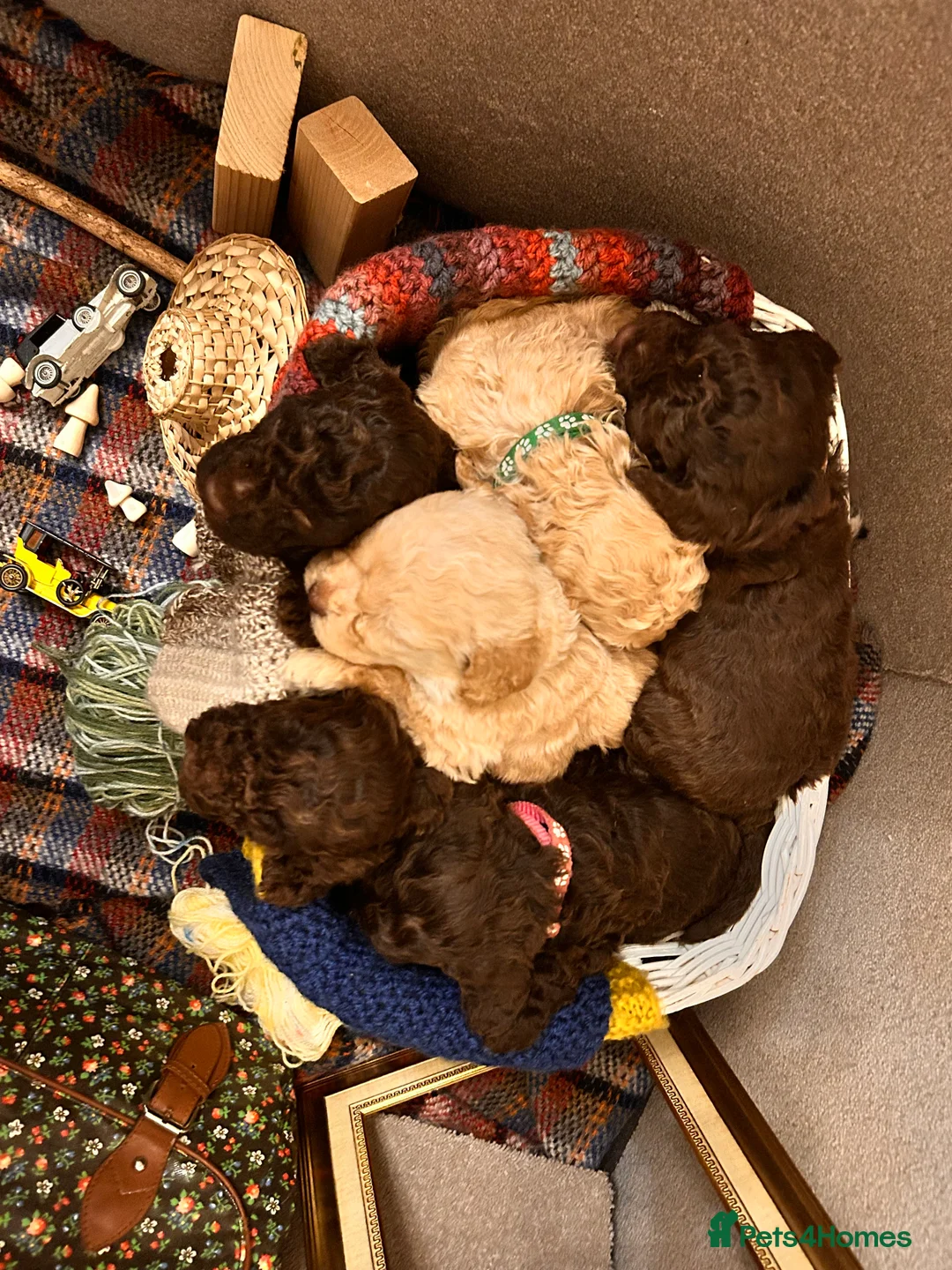 Lagotto Romagnolo dogs for sale: Spring Lagotto Romagnolo puppies - Advert 14