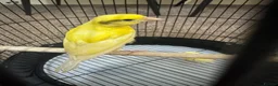 Canaries birds for sale: 3 yellow canaries /read the description - Advert 8