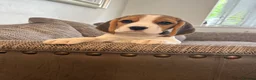 Beagle dogs for sale: Exceptional KC Beagle puppies  - Advert 10