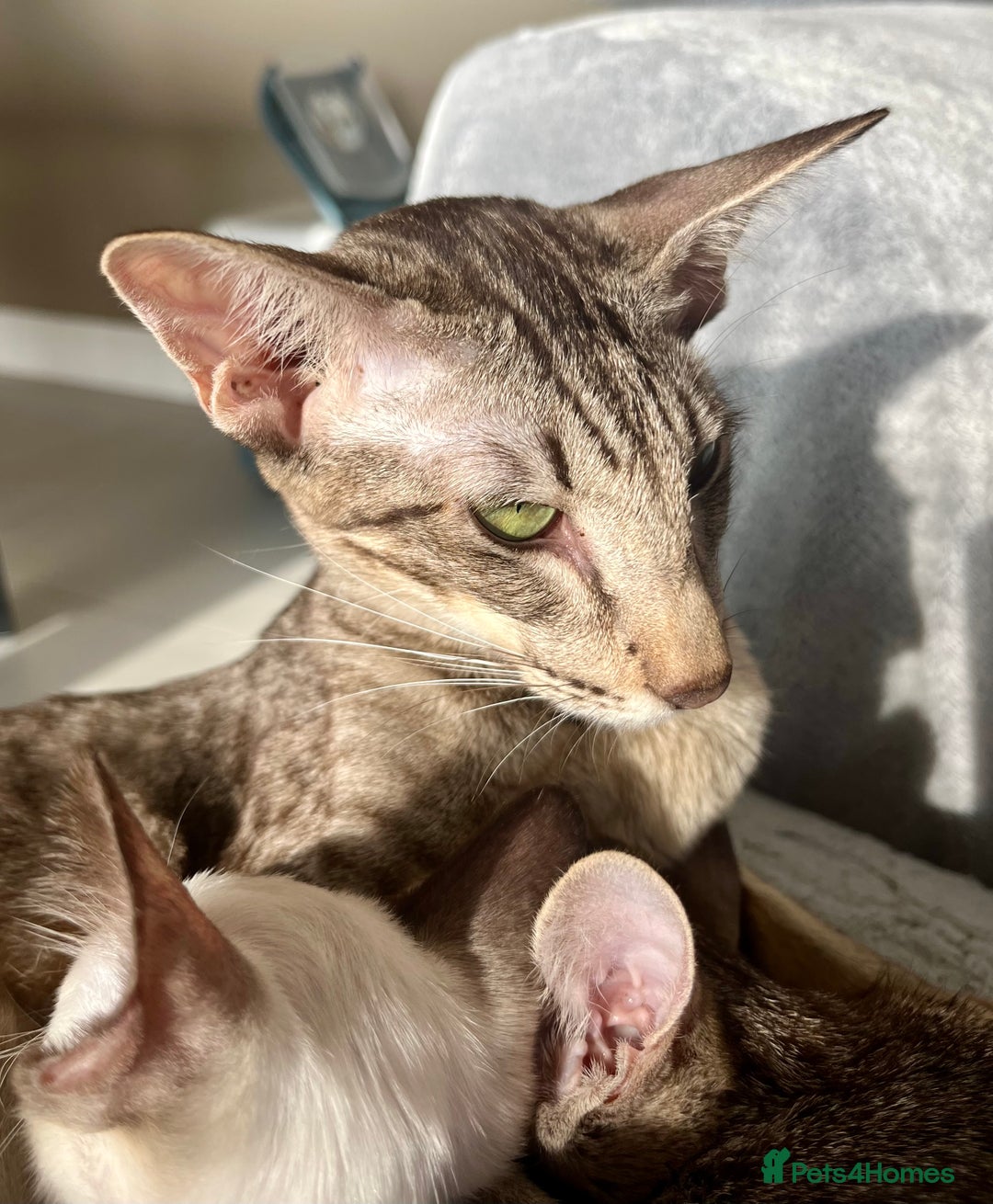 Oriental cats for sale: Outstanding Pedigree Oriental GCCF reg kittens - Advert 17