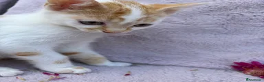 Domestic Shorthair Kitten 2