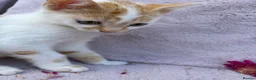 Domestic Shorthair cats for sale: 5 beautiful coloured kittens - Advert 16