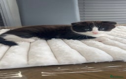 Scottish Fold cats for sale: Scottish Fold/ ALL PRICE NEGOTIABLE! 🐾  - Image 1