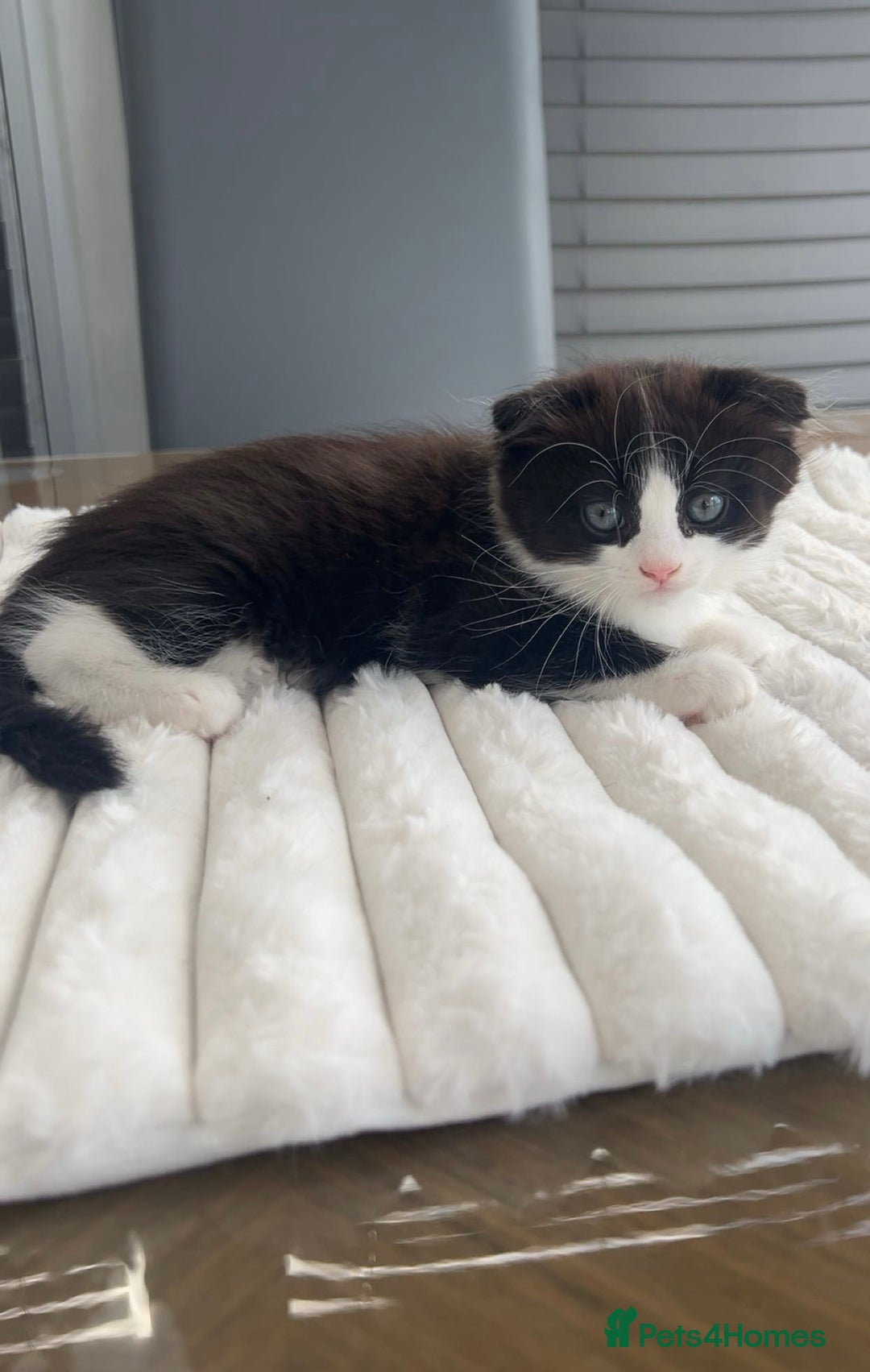 Scottish Fold cats for sale: Scottish Fold/ ALL PRICE NEGOTIABLE! 🐾  - Image 1
