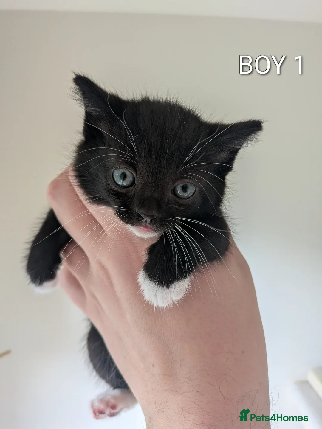 Mixed Breed cats for sale: 6 beautiful kittens looking for forever homes in Stoke-on-Trent - Advert 2