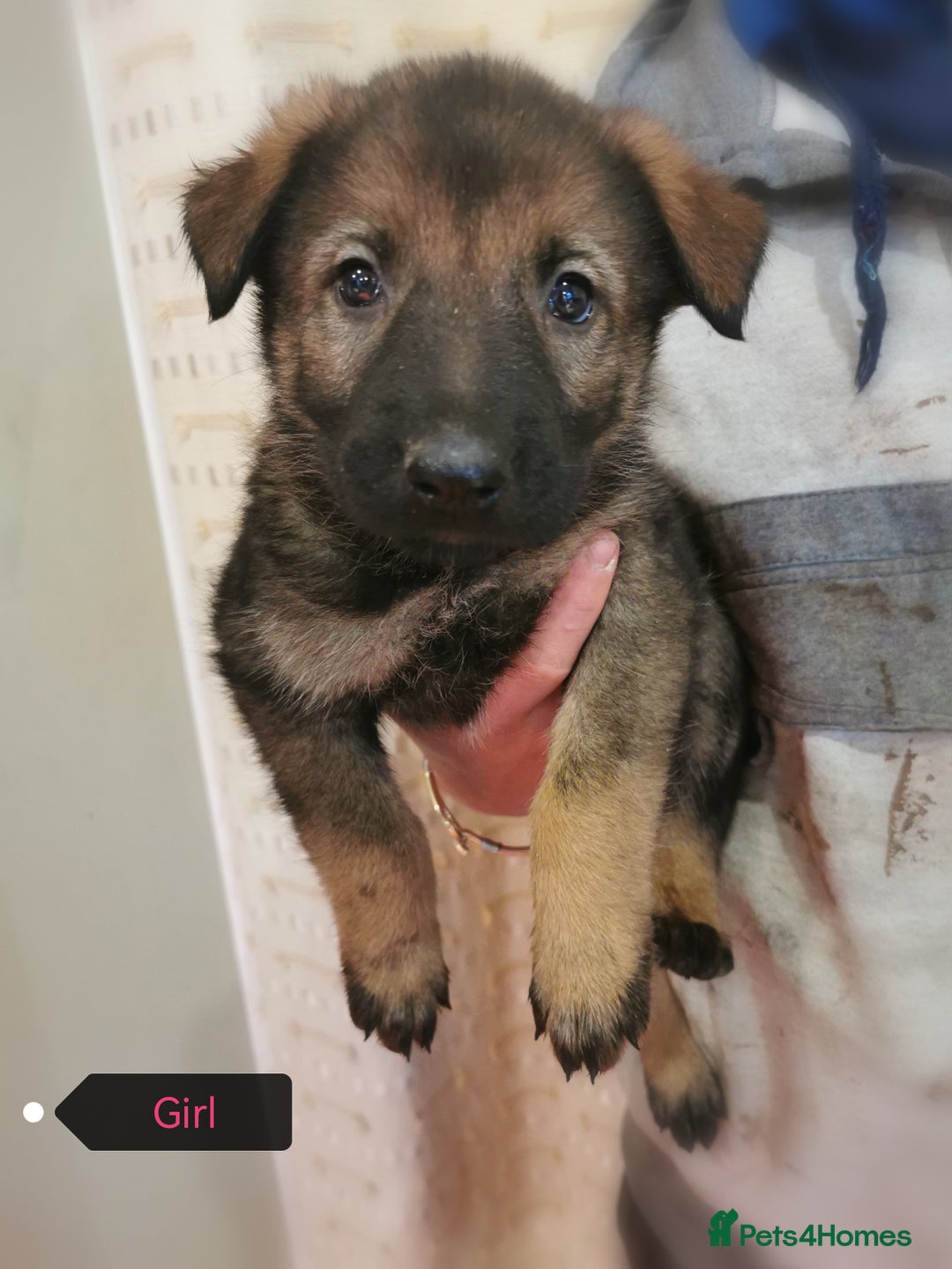 Belgian Shepherd Dog dogs for sale: Belgian malinois cross Czech Shepherd  - Advert 15