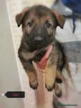 Belgian Shepherd Dog Puppy 7