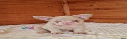 French Bulldog dogs for sale: Fluffy pink husky  **  in Stoke-on-Trent - Advert 15