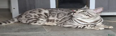 Bengal 1