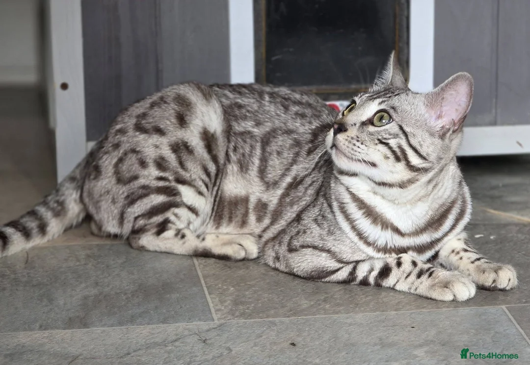 Bengal cats for sale: Gorgeous Silver Sepia Rosetted Active Boy - Advert 7