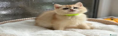 Green collar