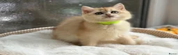 British Shorthair cats for sale: 💛Premium golden chinchilla bsh kittens 💛 - Advert 33