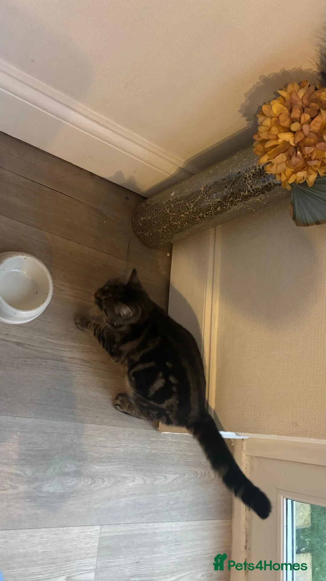British Shorthair cats for sale: Female cat 6 months old in Torquay - Advert 5