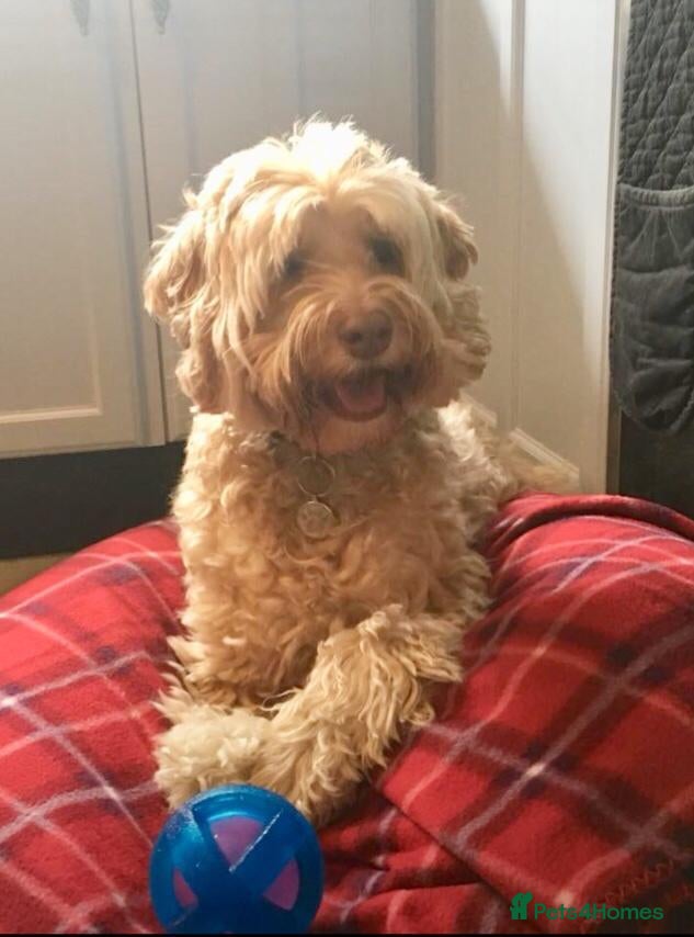 Goldendoodle dogs LAST 4 LARGE QUALITY MULTIGENERATIONAL PUPPIES 🐾 - Advert 7