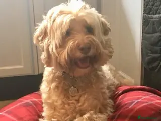Goldendoodle dogs LAST 4 LARGE PREMIUM MULTIGEN DOUBLE DOODLES 🐾🐾 - Advert 5
