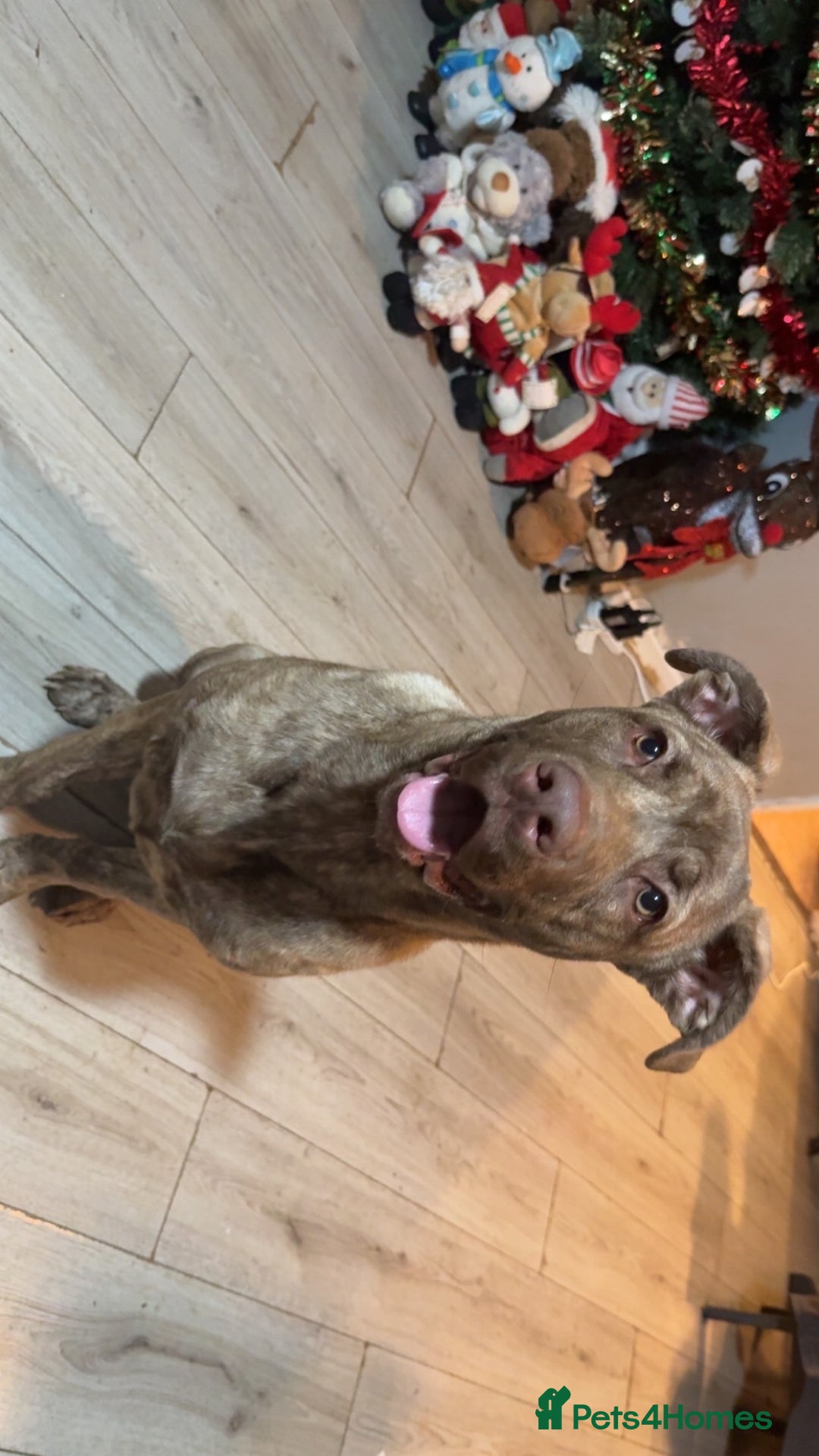 Mixed Breed dogs for sale: Roxy  - Advert 3