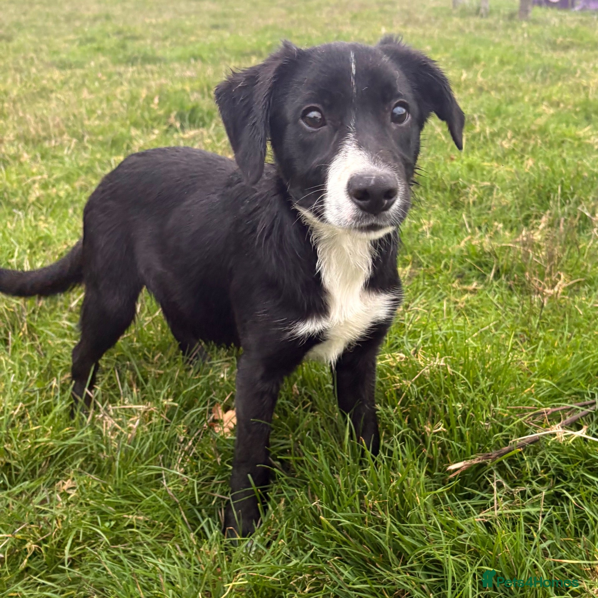 Mixed Breed dogs Collie x - Advert 10