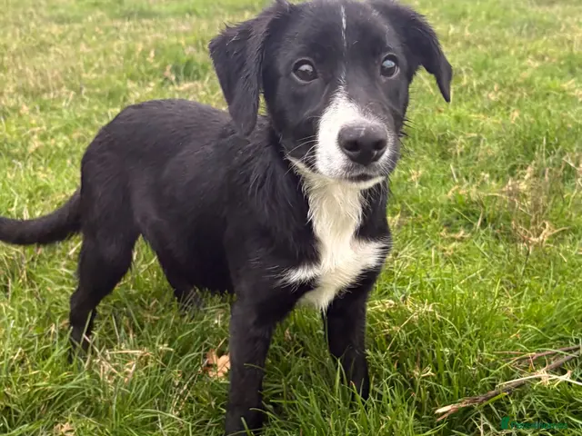 Mixed Breed dogs for sale: Collie x - Advert 3