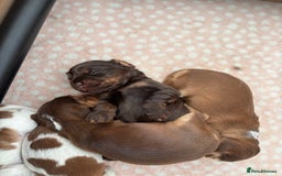 Cocker Spaniel dogs for sale: 🐶 Health-Tested Show-Type Cocke Spaniels 🐶 - Image 2