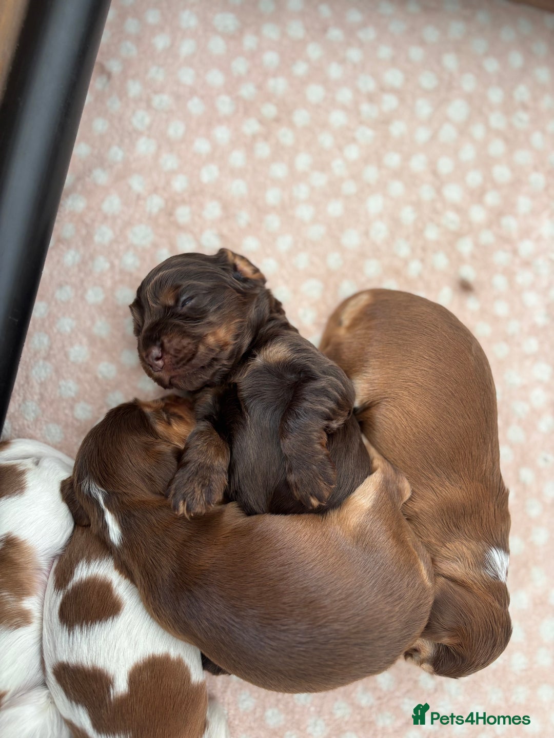 Cocker Spaniel dogs for sale: 🐶 Health-Tested Show-Type Cocke Spaniels 🐶 - Image 2