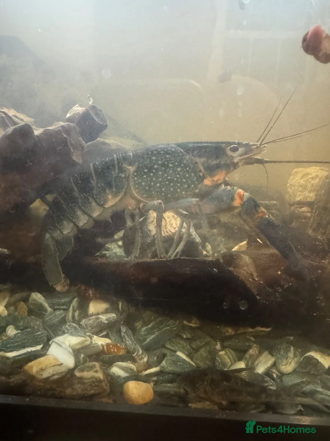 Other/Mixed Breed fish for sale: Crayfish  in Hinckley - Advert 5