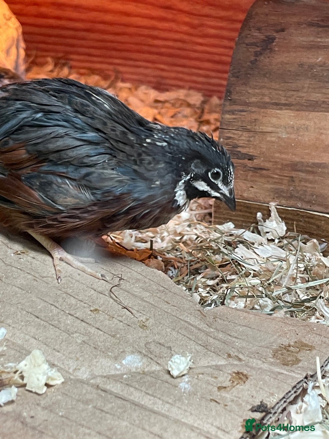 Quail poultry for sale: Chinese Painted Button Quail Chicks - Advert 1