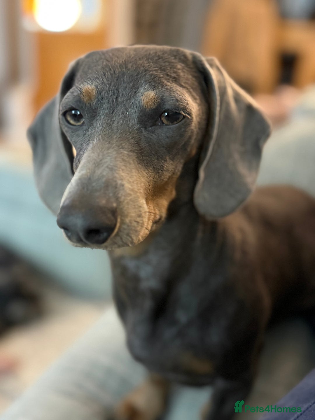 Miniature Dachshund dogs for sale: Miniature Daschund puppies - Advert 7