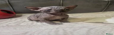 Sphynx 2