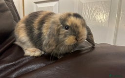 Mini Lop rabbits for sale: Lovely baby minilops for sale  - Image 9