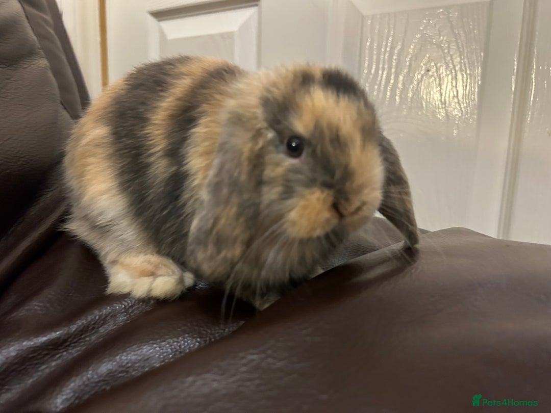 Mini Lop rabbits for sale: Lovely baby minilops for sale  - Image 9