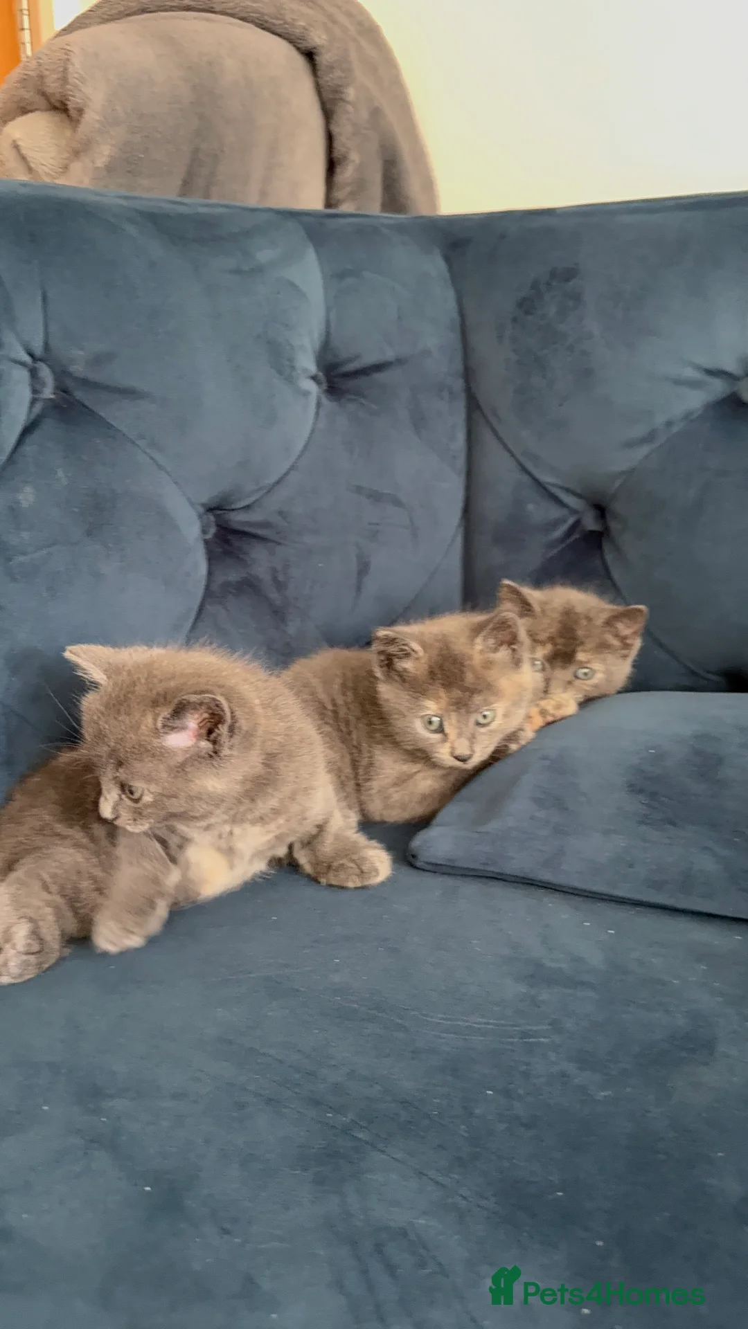 British Shorthair cats for sale: Lovely kittens  - Advert 14