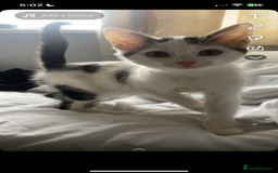Mixed Breed cats for sale: Boy kitten looking for ever home  - Image 1