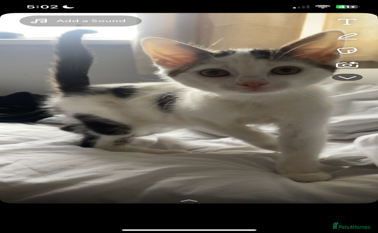 Mixed Breed cats - Advert 15
