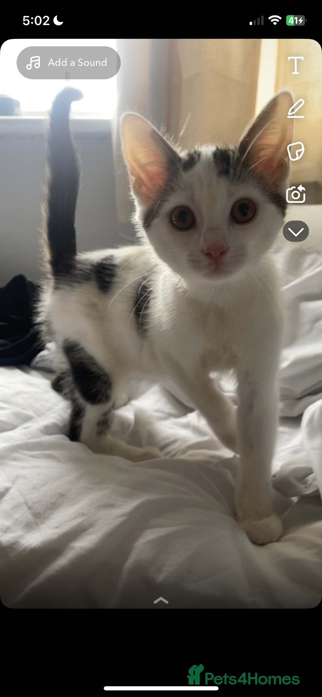 Mixed Breed cats for sale: Boy kitten looking for ever home  - Image 1