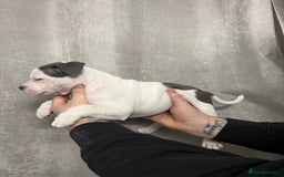 Staffordshire Bull Terrier dogs for sale: BEAUTIFUL STAFFY LITTER STUNNING COLOURS - Image 9