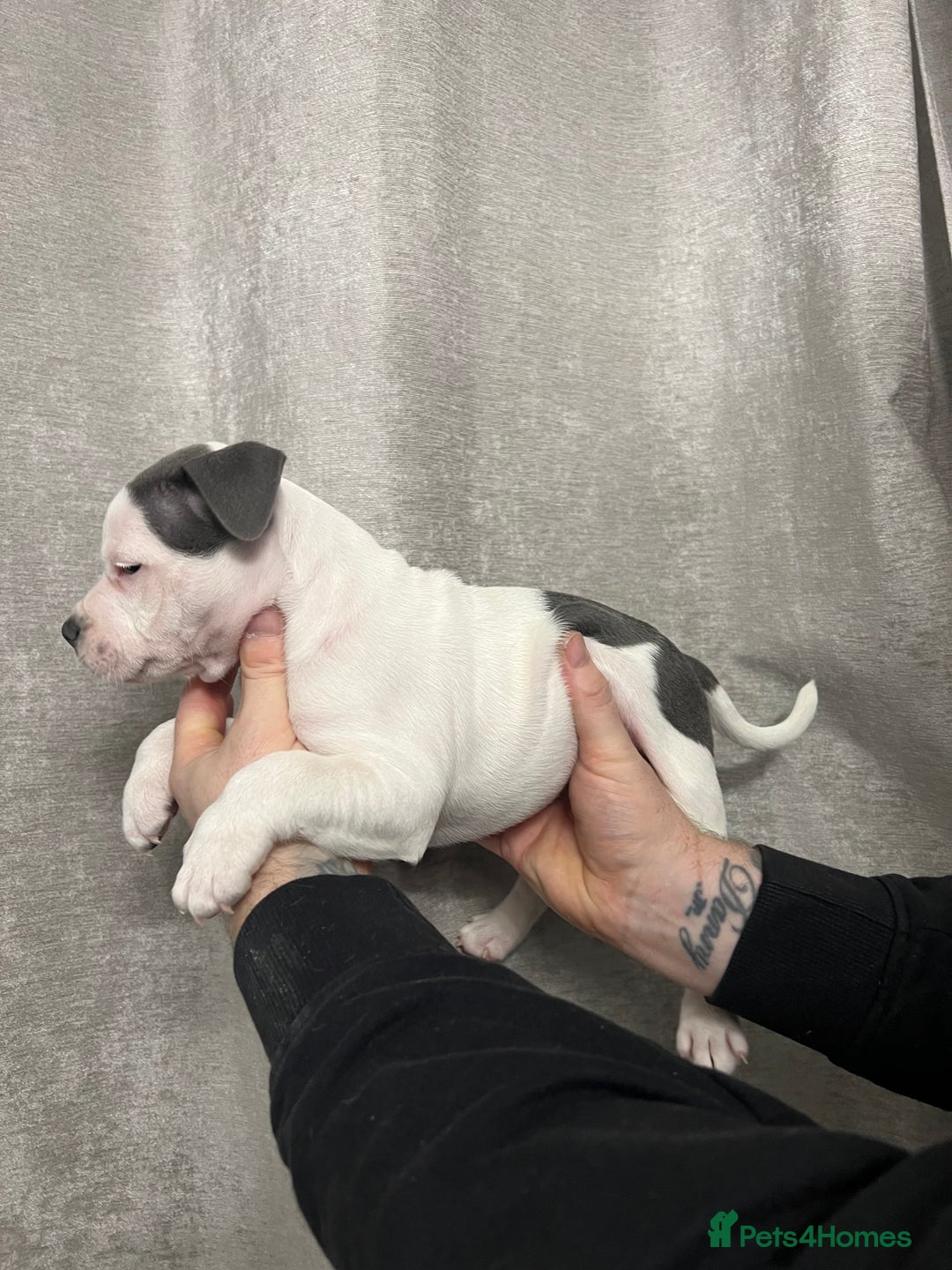Staffordshire Bull Terrier dogs for sale: BEAUTIFUL STAFFY LITTER STUNNING COLOURS - Image 9
