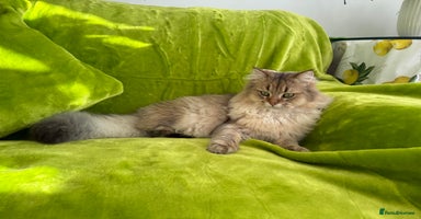 British Longhair cats - Advert 4