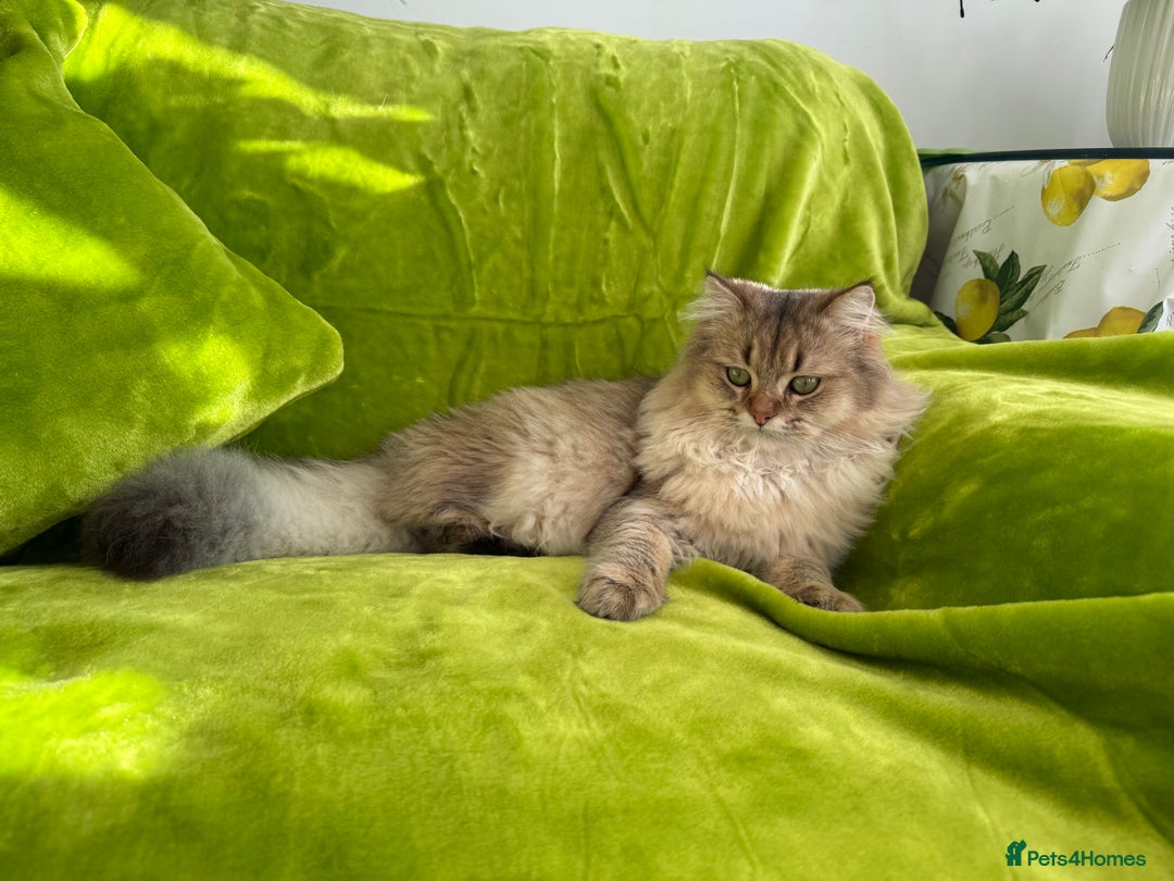 British Longhair cats for sale: British Longhair Kitten for sale  - Image 3