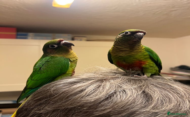 Conures birds - Advert 1