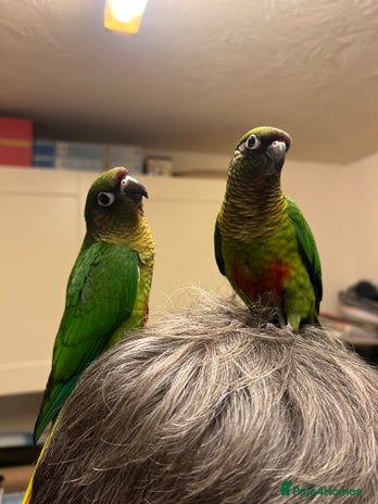 Conures birds - Advert 1